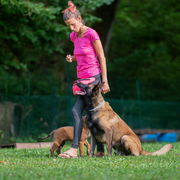 Dog Training: Tips for a Harmonious Relationship