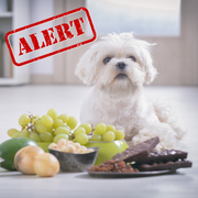 Hazardous Foods for Dogs