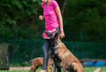 Dog Training: Tips for a Harmonious Relationship
