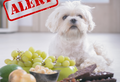 Hazardous Foods for Dogs