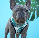 Small Dog Harness - Tropical Color - It's My Doggie